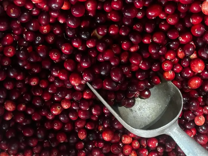 A scoop of cranberries is sitting on a table
